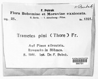 Porodaedalea pini image